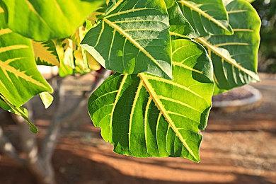 《质量效应：传奇版》可能会登陆Xbox Game Pass