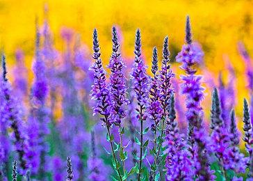 《刺客信条：影》新预告 3月20日正式登陆Steam